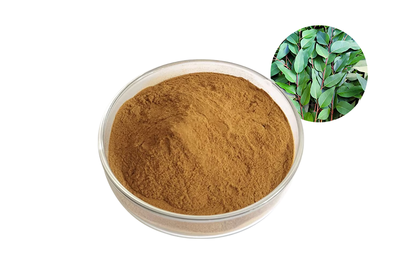 Eucalyptus Leaf Extract